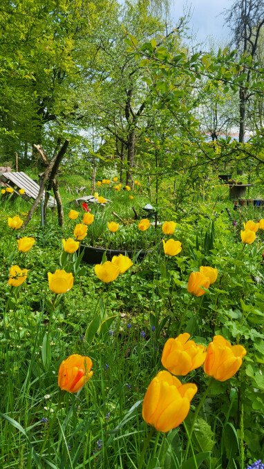 Gelbe Tulpen im Frühling 