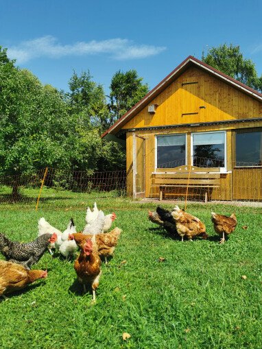 Hütte und Hühner