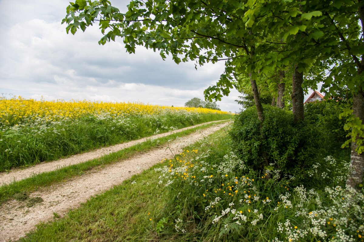 Wanderweg zur Ruine Hohenjustingen.JPG
