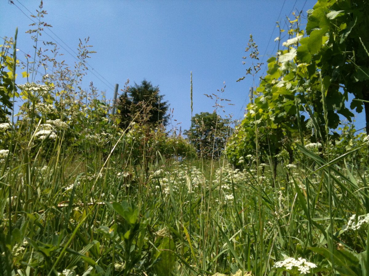 Blumenwiese im Weingarten_310511.JPG