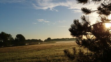 Morgennebel übern Feld