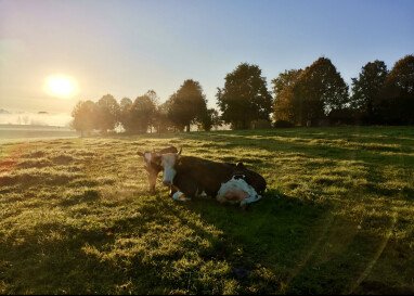 Kuh mit Kälbchen auf der Weide gegenüber
